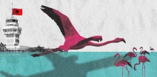 Aeroporti i ri në Shqipëri rrit shqetësimet mbi mjedisin dhe klientelizmin Albanian-Flamingo-Final